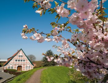 Kirschblüte im Alten Land © Diana Asbeck