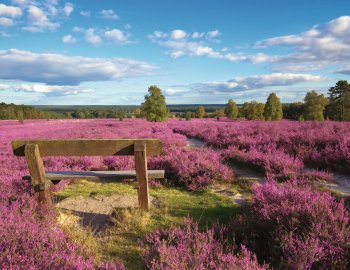 Lüneburger Heide © BVpix-stock.adobe.com