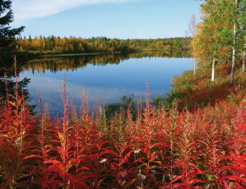 Herbststimmung am See in Lappland © luca manieri-stock.adobe.com