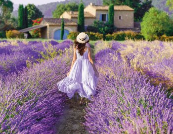 Lavendelblüte in der Provence © Feel good studio - stock.adobe.com