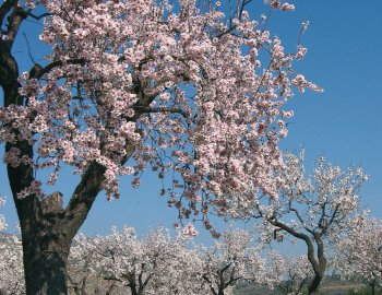 Mandelblüte