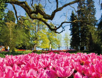 Tulpenfest in Morges &copy; Michal Ludwiczak - stock.adobe.com