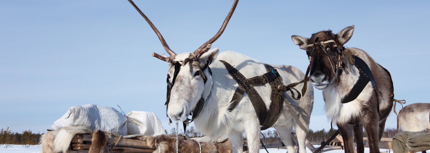 Rentierschlitten in Lappland