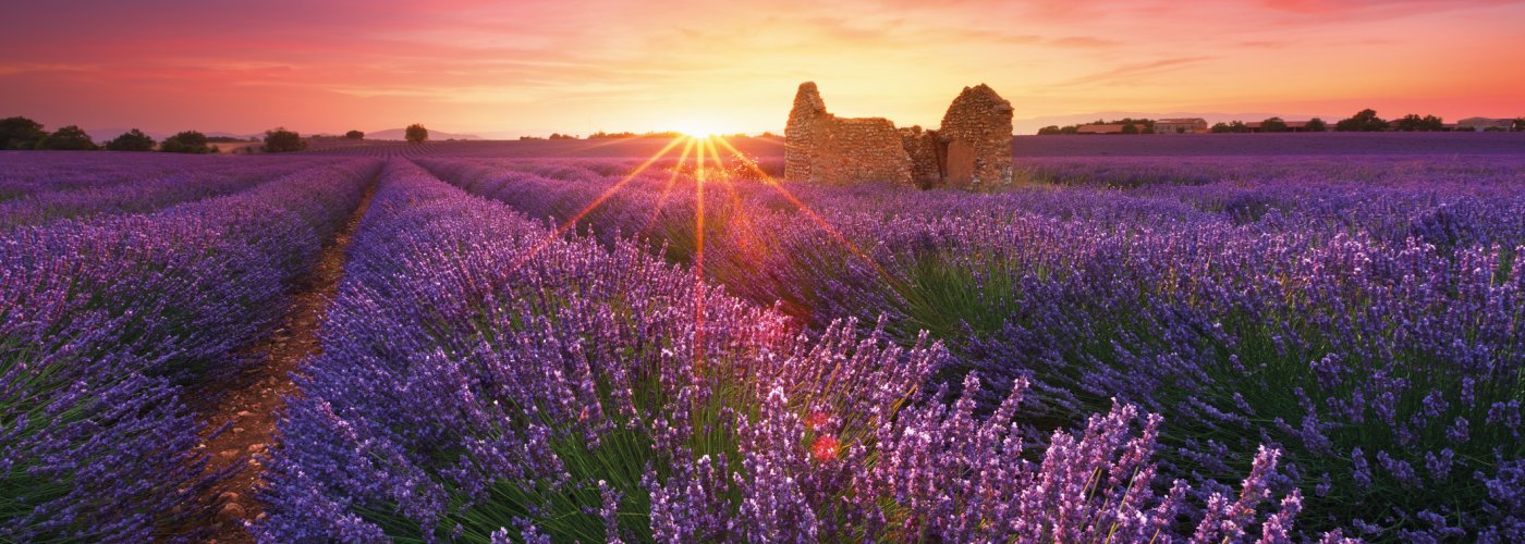 Lavendelfeld in der Provence