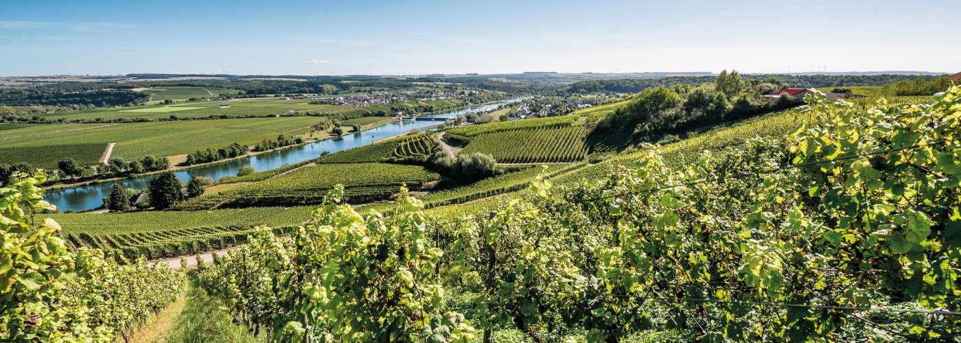 Weinberge in Remich